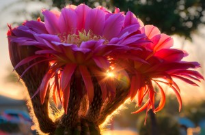 Morning Glow